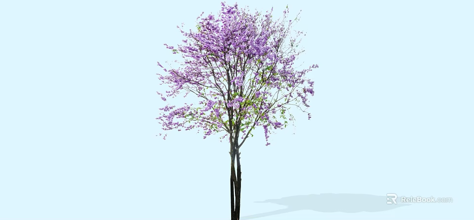 Ornamental Flowering Tree With Vibrant Purple Blossoms And Dark Trunk 3d model 