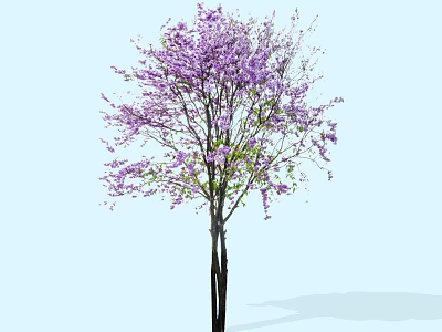 Ornamental Flowering Tree With Vibrant Purple Blossoms And Dark Trunk 3d model