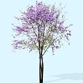 Ornamental Flowering Tree With Vibrant Purple Blossoms And Dark Trunk
