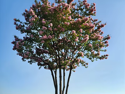 Tall Tree with Pink Blossoms and Multiple Trunks Against Clear Blue Sky 3d model