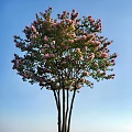 Tall Tree with Pink Blossoms and Multiple Trunks Against Clear Blue Sky