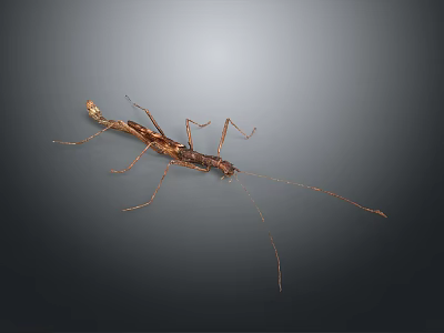 Mythical Brown Game Movie Character With Long Slender Legs And Antennae On Dark Background 3d model