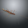 Mythical Brown Game Movie Character With Long Slender Legs And Antennae On Dark Background