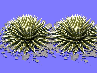 Agave Plants With Spiky Green And Yellow Leaves On Blue Background And Gravel Stones 3d model