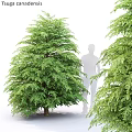 Two Lush Green Garden Trees as Decorative Features with Human Silhouette