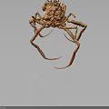 Red Crab with Long Legs and Complex Shell on Dark Background 3d model