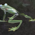 Green Aquatic Frog With Transparent Body And Visible Internal Organs On Grassy Background