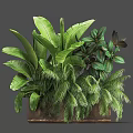Different Types of Green Tropical Plants In Brown Planter With Lush Foliage
