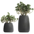 Bonsai Potted Plants In Black Ceramic Pots On Layered Stone Platforms With Hanging Greenery