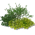 Lush Green Shrubs With Diverse Leaf Shapes For Outdoor Garden Landscaping