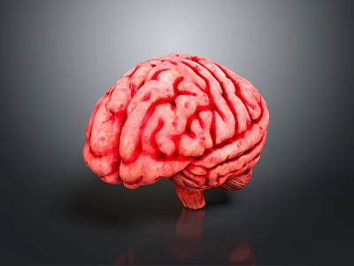 Detailed Red Human Brain Anatomical Model Isolated On Dark Background 3d model