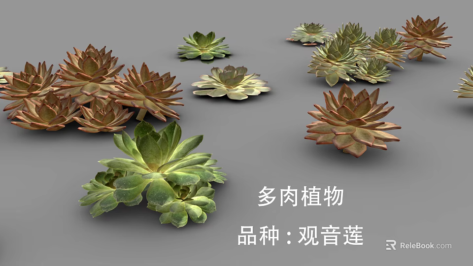Various Guanyinlian Succulent Plants with Rosette Shaped Leaves and Colorful Foliage 3d model 