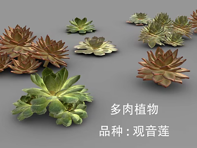 Various Guanyinlian Succulent Plants with Rosette Shaped Leaves and Colorful Foliage 3d model