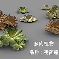 Various Guanyinlian Succulent Plants with Rosette Shaped Leaves and Colorful Foliage