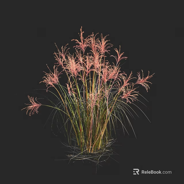 Beautiful Pink Feathery Ornamental Grass with Slender Green Stems and Plumes 3d model 