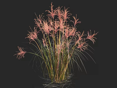 Beautiful Pink Feathery Ornamental Grass with Slender Green Stems and Plumes 3d model
