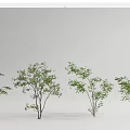 Multiple Arbor Varieties With Green Foliage And Different Trunk Shapes For Landscaping 3d model