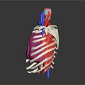 Human Anatomy Medical Device Model with Heart Lungs and Vascular Structures