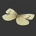 Beautiful White Butterfly With Red Spots On Wings Displayed Against Simple Gray Background