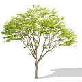 Isolated Arbor Tree With Green Leafy Foliage And Natural Trunk Shadow 3d model