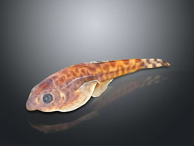 Orange Brown Spotted Aquatic Fish With Flat Body Large Eyes On Dark Reflective Background 3d model