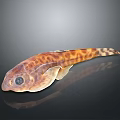 Orange Brown Spotted Aquatic Fish With Flat Body Large Eyes On Dark Reflective Background