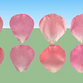 Pink Flower Petals Arranged Neatly On White Background For Decoration