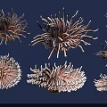 Colorful Aquatic Plants With Pink And White Tentacles In Underwater Environment