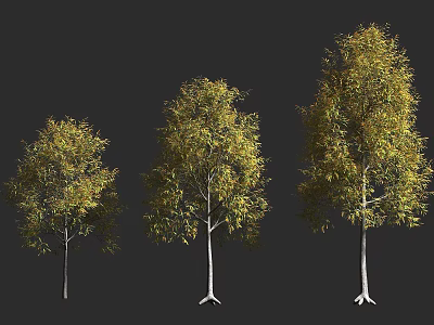 Three Different Sizes Trees With Green And Yellow Leaves And White Trunks On Dark Background 3d model