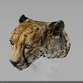 Detailed Cheetah Head with Distinctive Spots Alert Eyes and Natural Whiskers