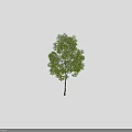 Three Tall Arbor Trees With Human Silhouettes Beside For Size Comparison