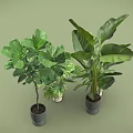 Various Indoor Plants in Stylish Pots with Large Small Leaves on Light Green Background