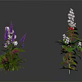 Various Green Plants with Purple White and Red Flowers and Fresh Leaves