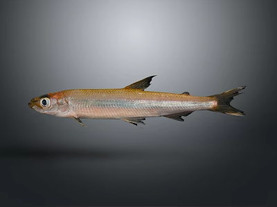 Fresh Whole Fish Seafood Product For Daily Kitchen Cooking And Meal Prep 3d model