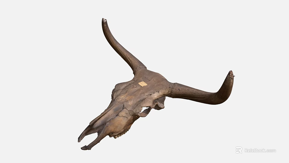 Animal Skull With Large Curved Horns Natural Brown Decorative 3d model 