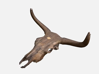 Animal Skull With Large Curved Horns Natural Brown Decorative 3d model