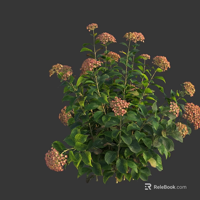 Lush Hydrangea Plant With Pink Beige Flowers And Green Leaves 3d model 