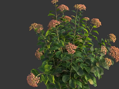 Lush Hydrangea Plant With Pink Beige Flowers And Green Leaves 3d model