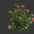 Lush Hydrangea Plant With Pink Beige Flowers And Green Leaves