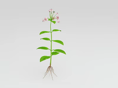 Healthy Green Stem Plant With Pink Flowers Fresh Green Leaves And White Roots 3d model