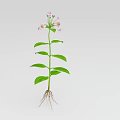 Healthy Green Stem Plant With Pink Flowers Fresh Green Leaves And White Roots