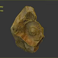 Conch fossil bone snail field snail shellfish marine animal wildlife animal 3d model