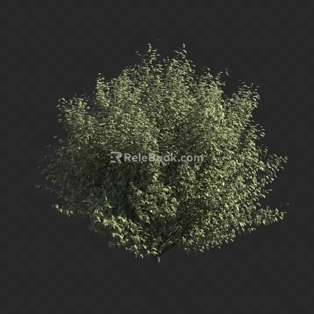 Shrubs 3d model