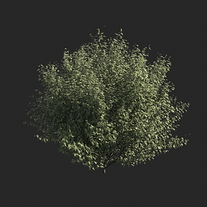 Shrubs 3d model