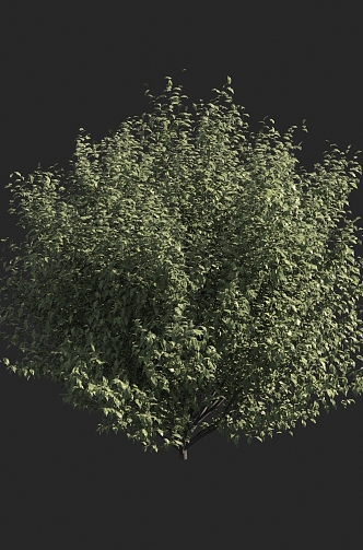 Shrubs 3d model