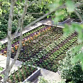 Lush Garden Landscape With Tall Trees Wooden Planted Beds Colorful Flowers And Greenery