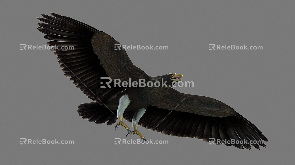 Eagle Eagle Dapeng 3d model