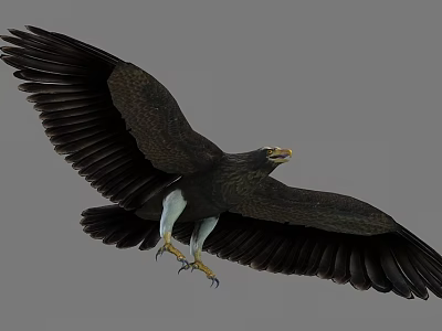 Eagle Dapeng 3d model