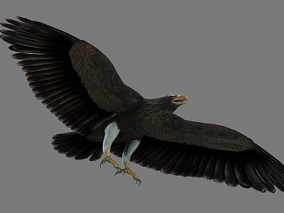 Eagle Dapeng model