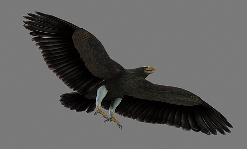 Eagle Dapeng 3d model